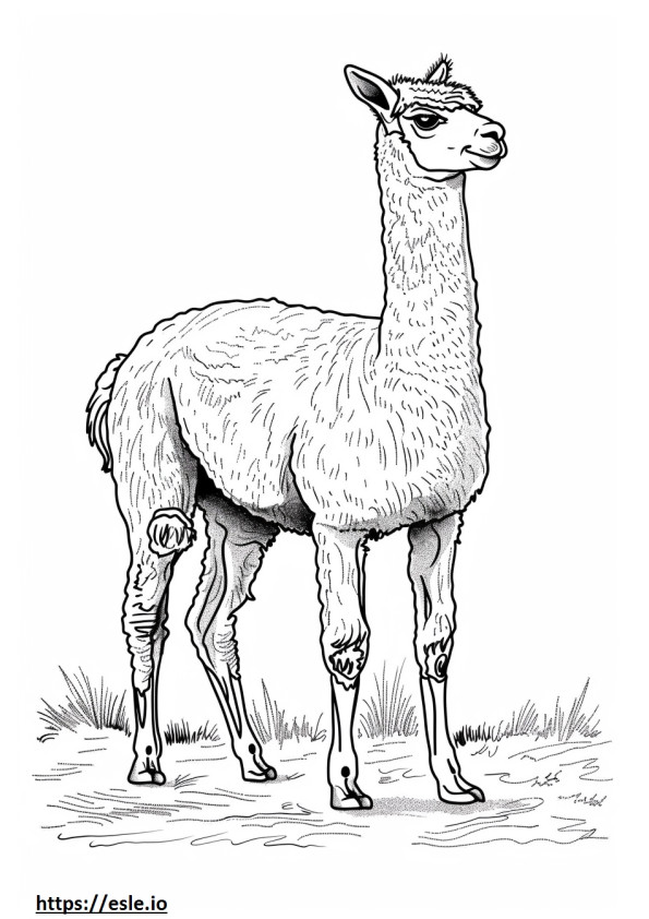 Alpaca full body coloring page