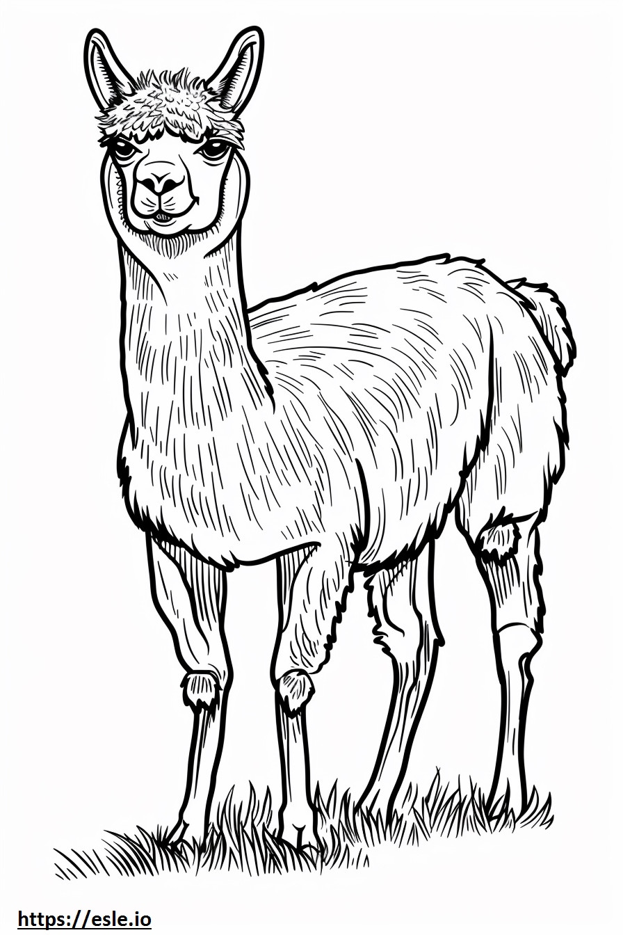 bebe alpaca para colorear e imprimir