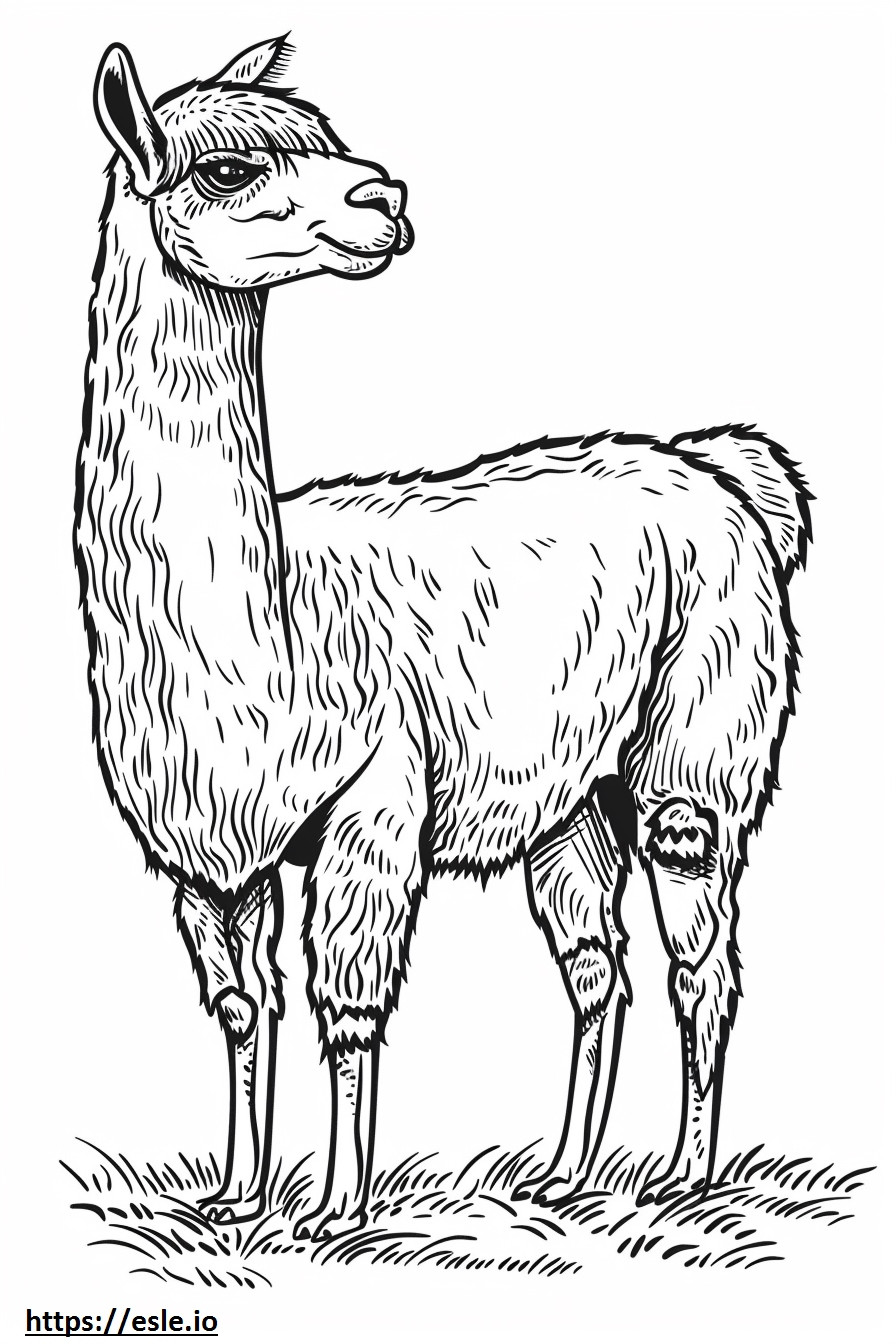 Alpaka-Cartoon ausmalbild