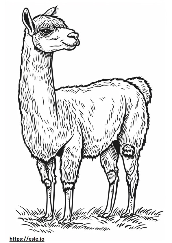 Alpaca-tekenfilm kleurplaat