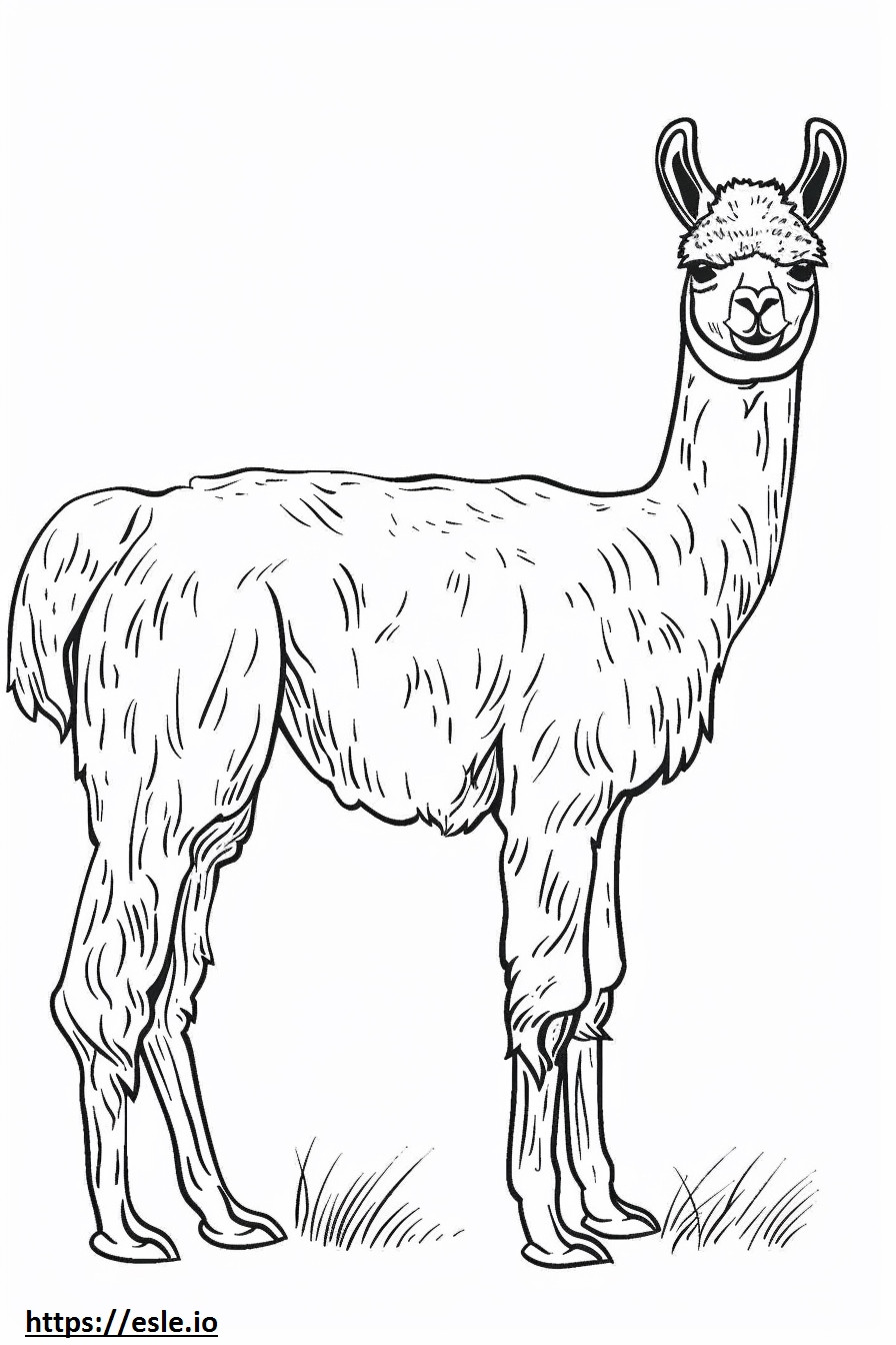 Desen animat alpaca de colorat