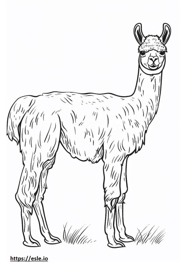 Cartone animato di alpaca da colorare
