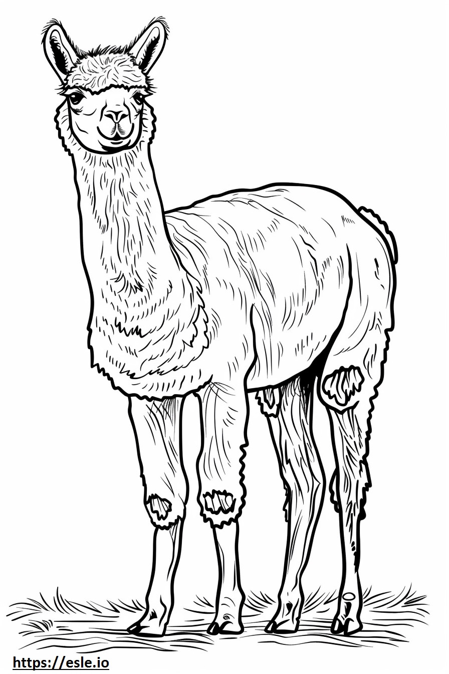 dibujos animados de alpacas para colorear e imprimir
