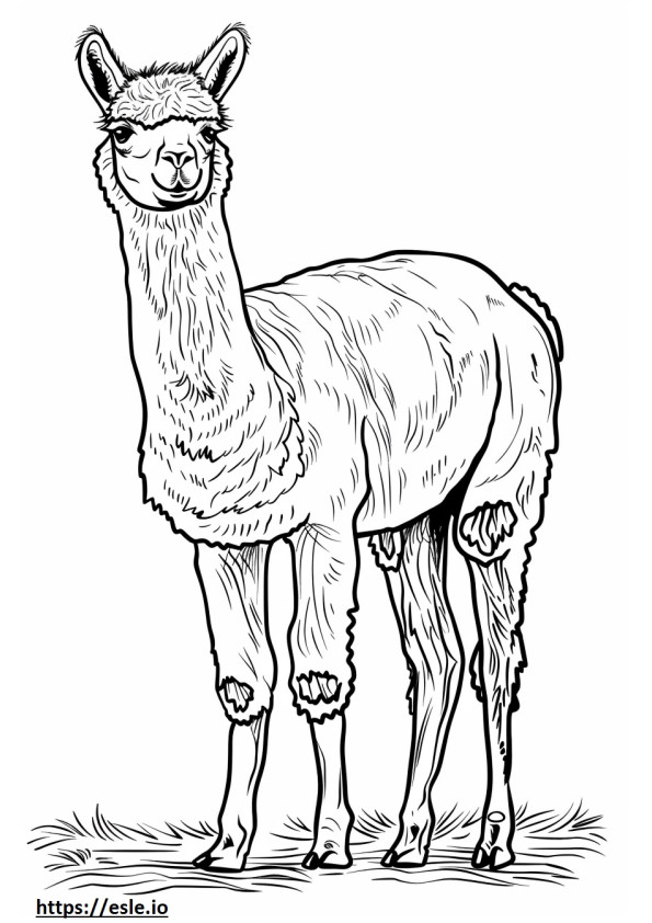 Cartone animato di alpaca da colorare