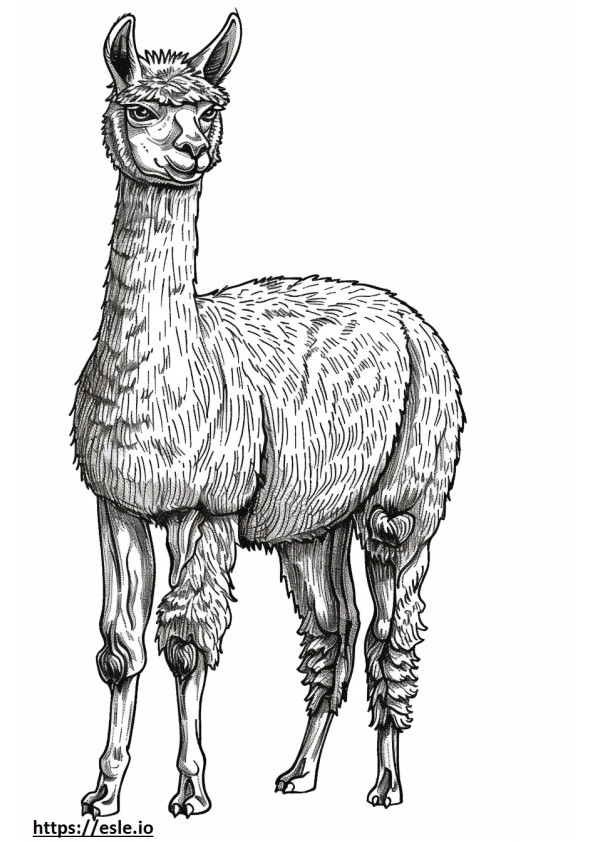 Gioco dell'alpaca da colorare