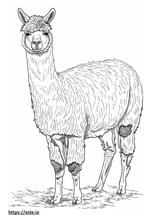 Amichevole con gli alpaca da colorare