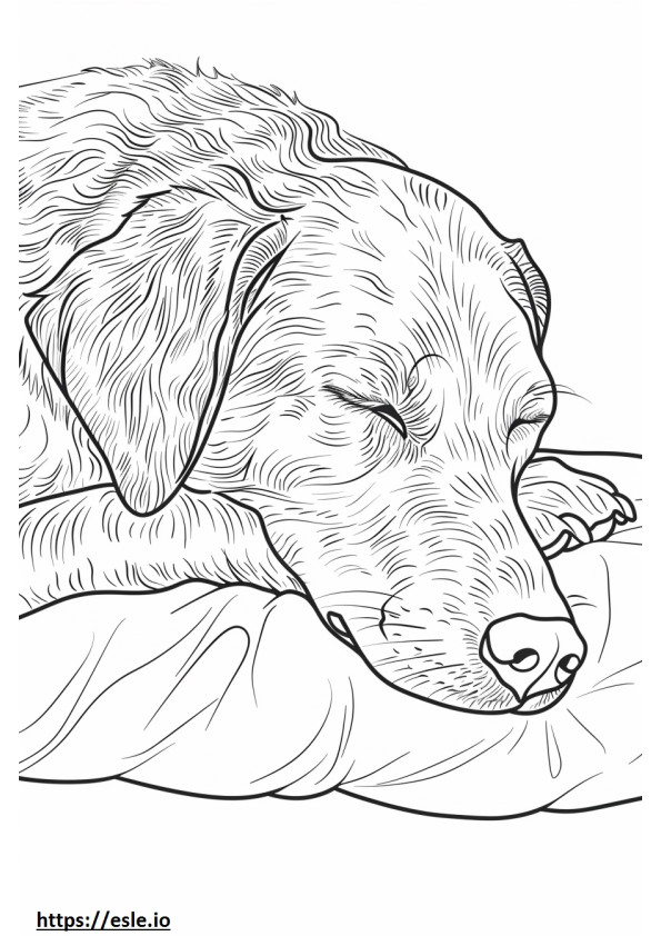 Perro salchicha alpino durmiendo para colorear e imprimir