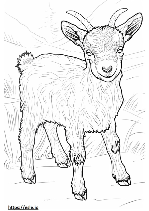 Cucciolo di capra alpina da colorare