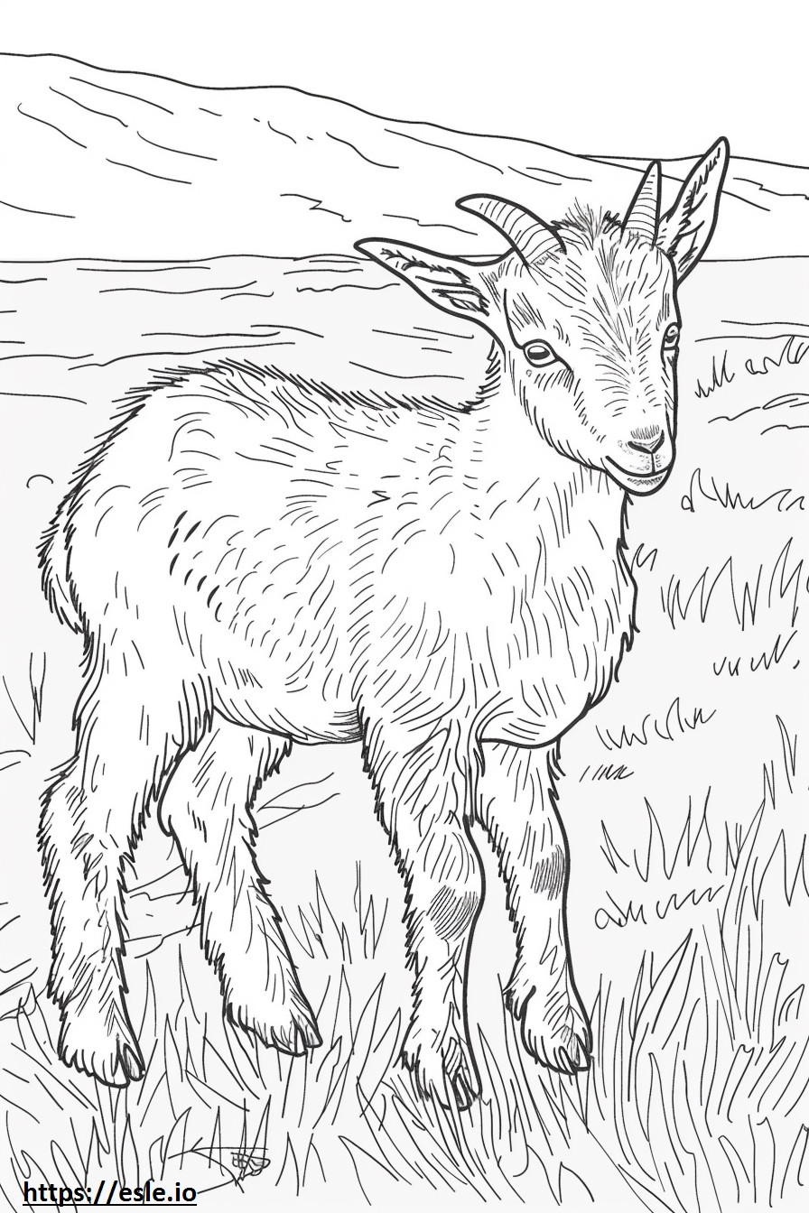 Cucciolo di capra alpina da colorare