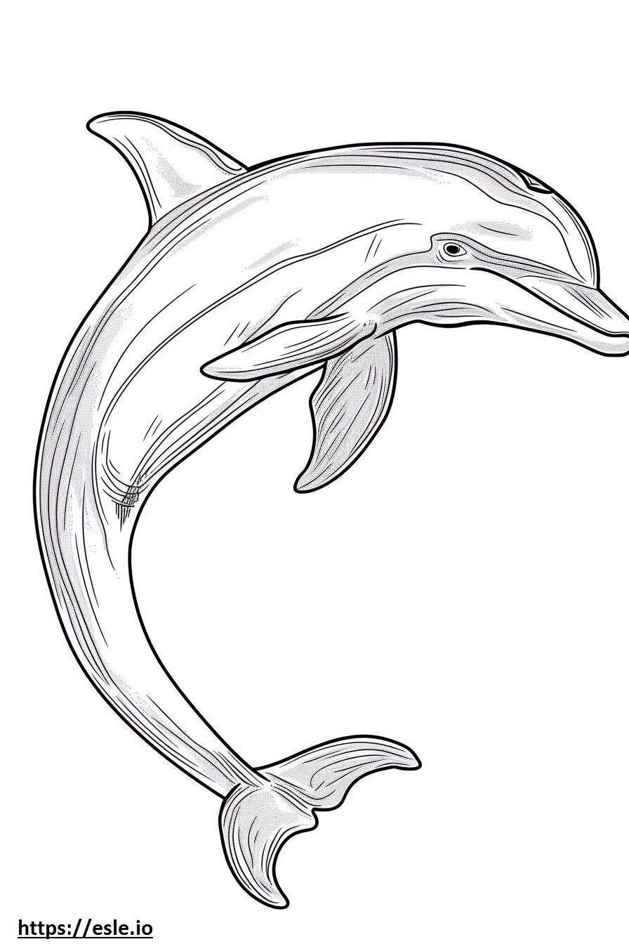 Twarz delfina amazońskiego (różowego delfina). kolorowanka