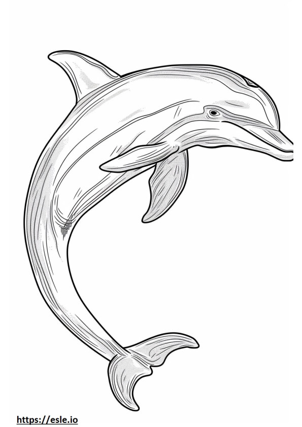 Coloriage Visage de dauphin du fleuve Amazone (dauphin rose) à imprimer