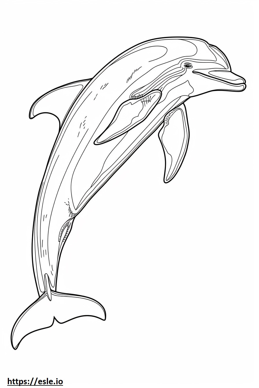 Amazon River Dolphin (Pink Dolphin) full body coloring page