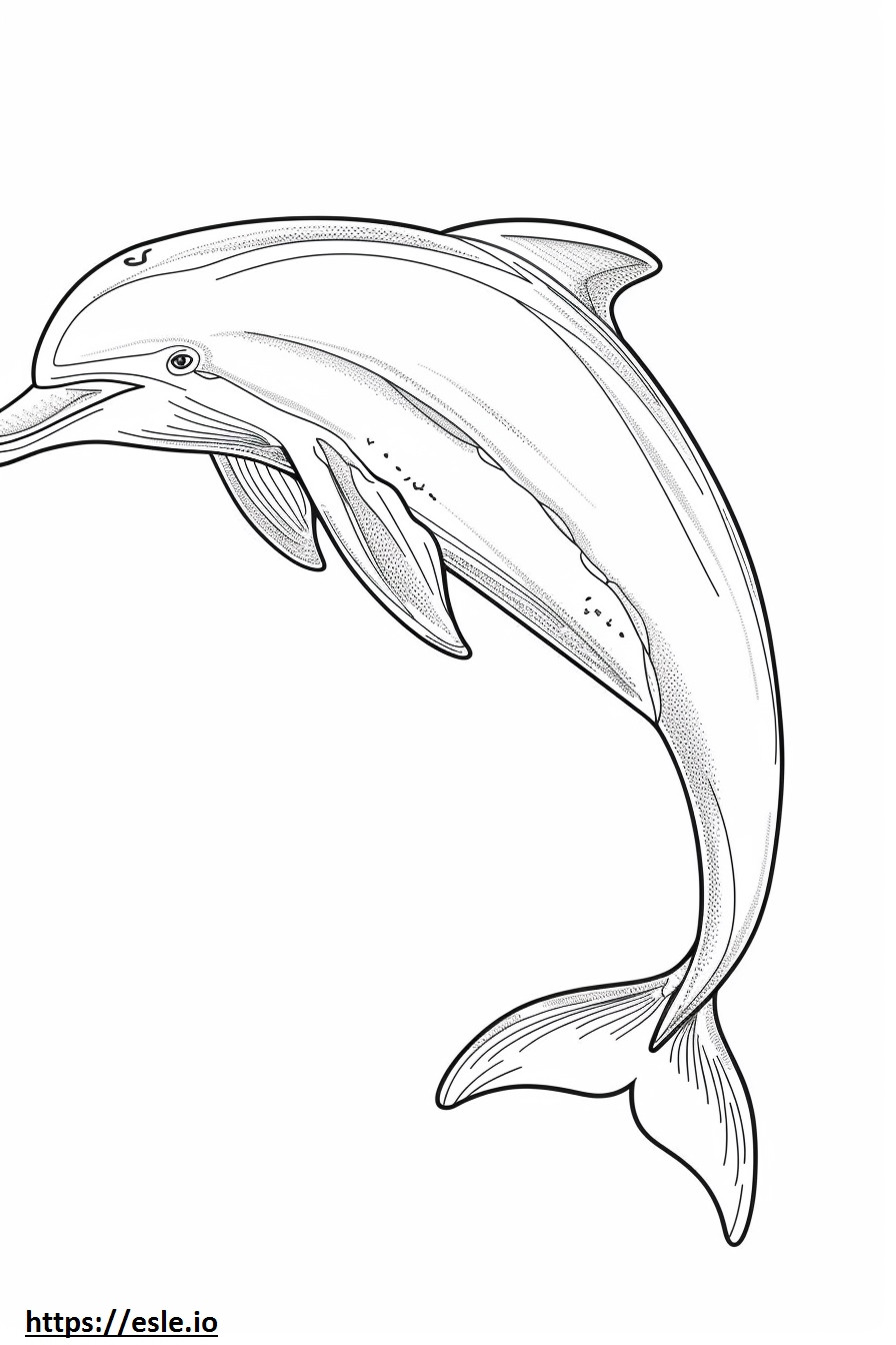 Amazon River Dolphin (Pink Dolphin) baby coloring page
