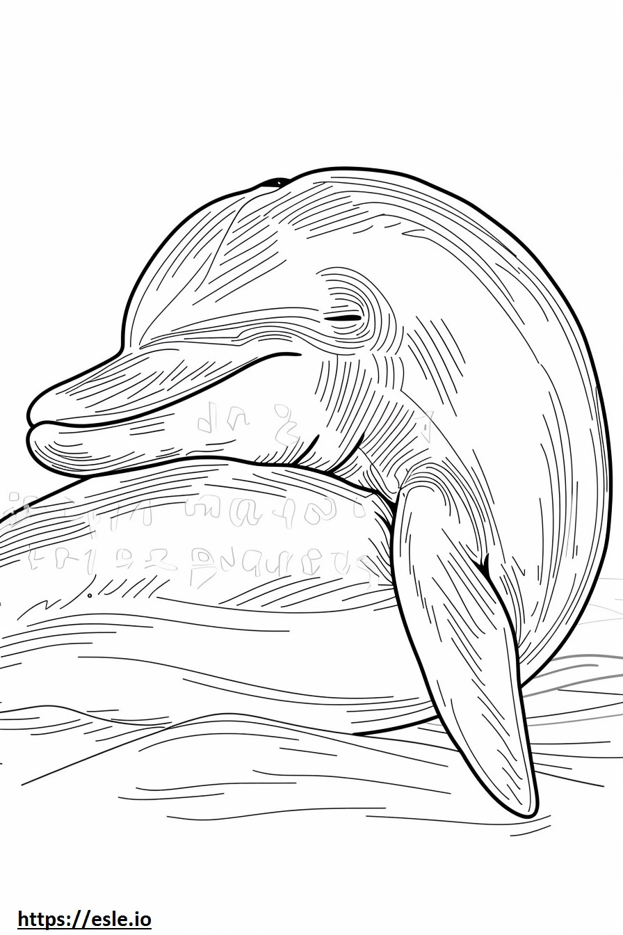 アマゾンカワイルカ（ピンクイルカ）の睡眠 ぬりえ - 塗り絵