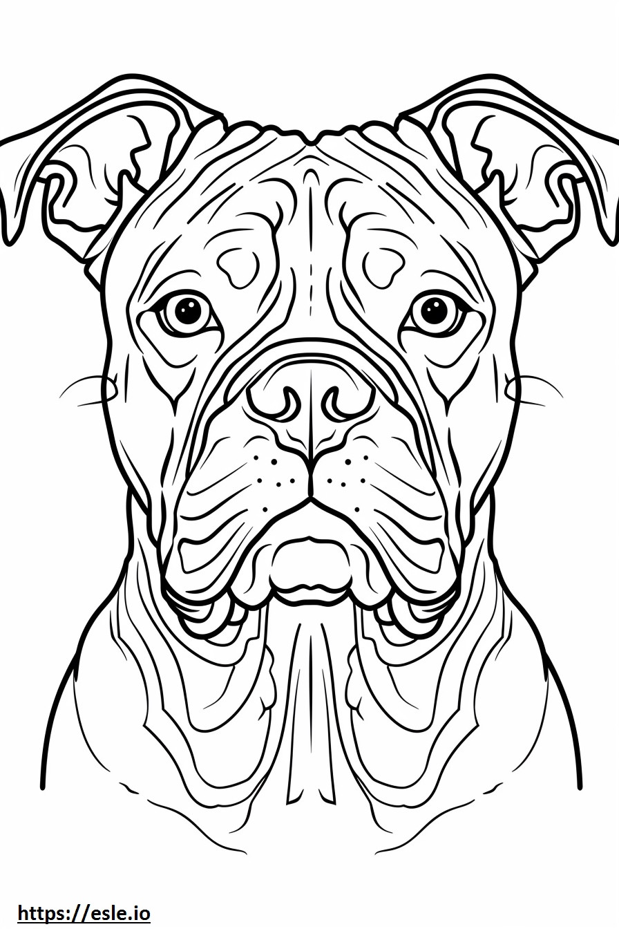 Amerikanbulldogin kasvot värityskuva