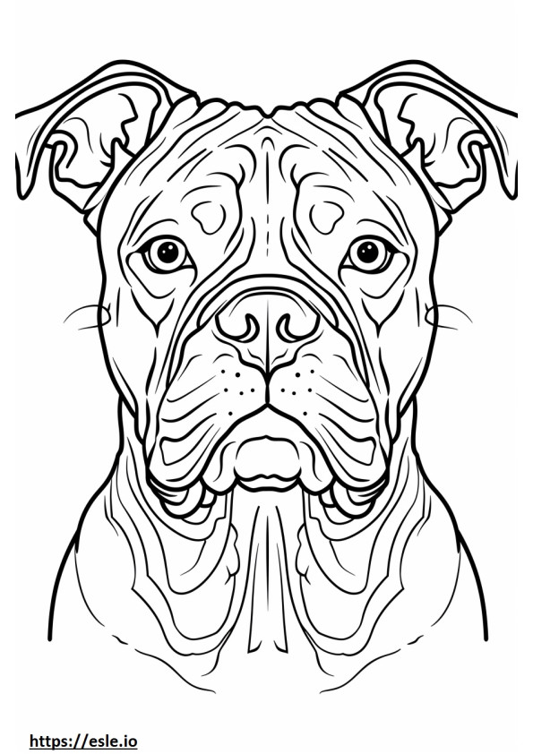 Amerikanbulldogin kasvot värityskuva