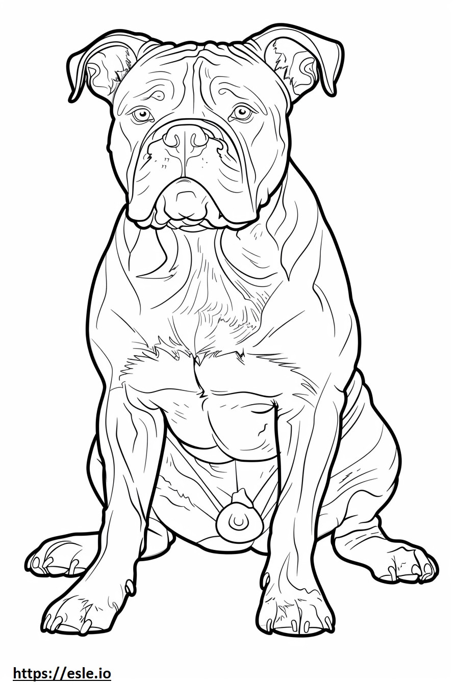Amerikanische Bulldogge, Ganzkörper ausmalbild