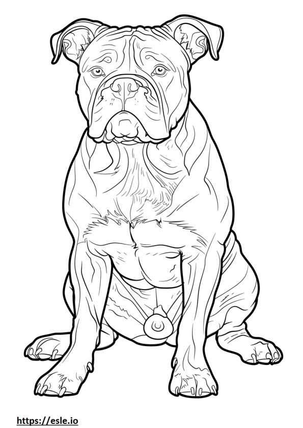 American Bulldog full body coloring page