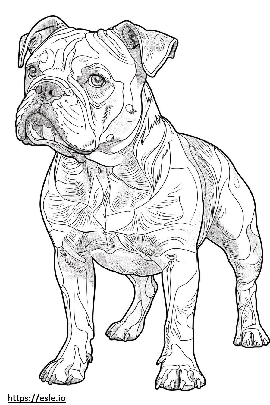 Corpo inteiro do Bulldog Americano para colorir