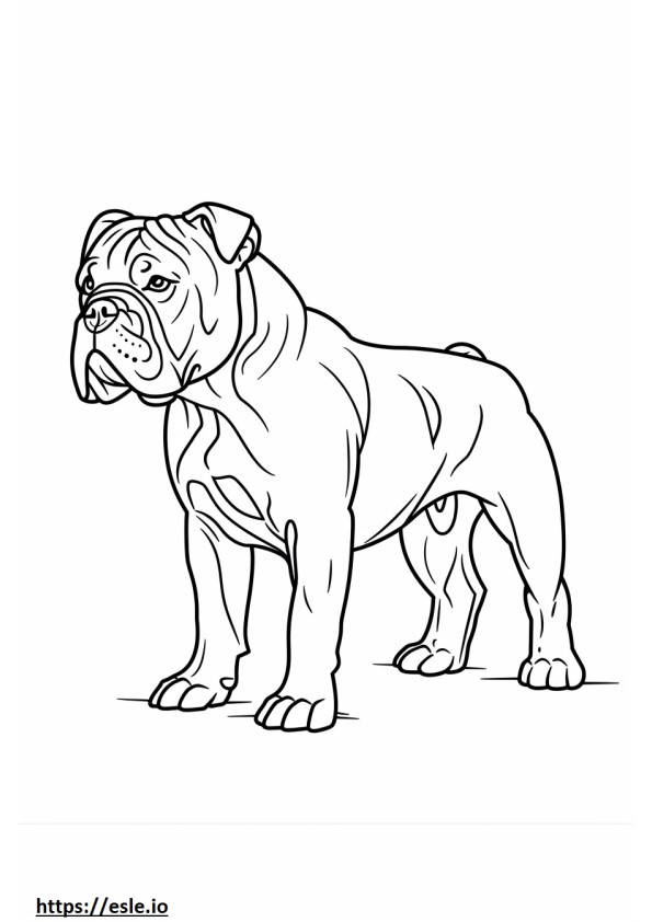 Corpo inteiro do Bulldog Americano para colorir