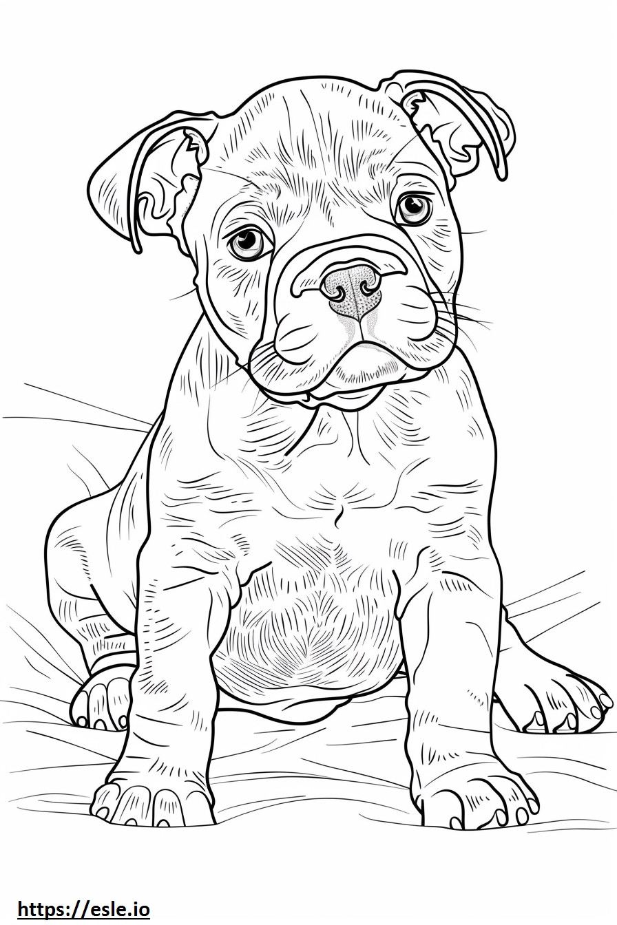 Bebê Bulldog Americano para colorir