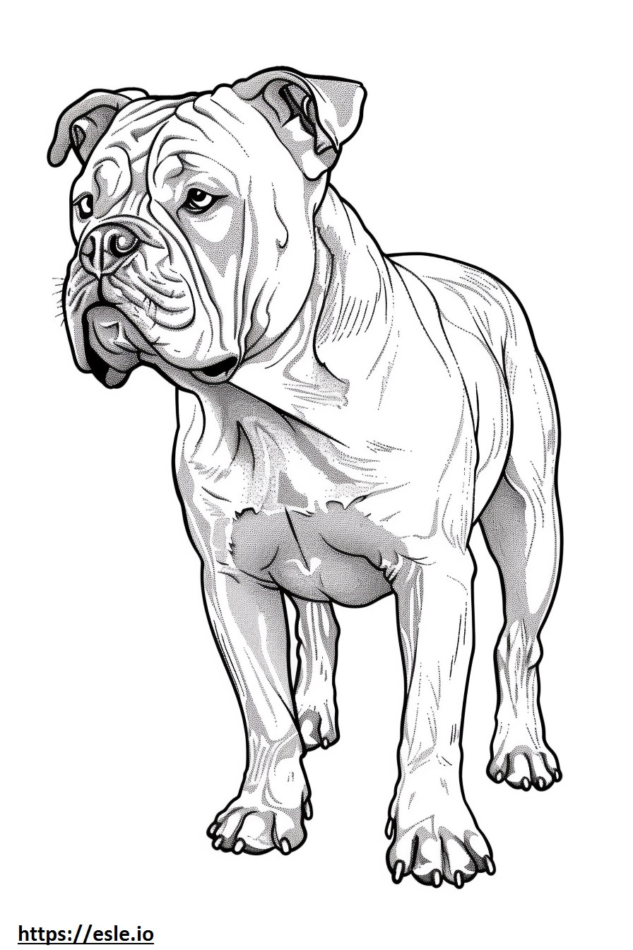 Kartun Bulldog Amerika gambar mewarnai