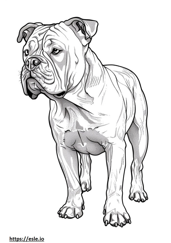 Desenho animado do Bulldog Americano para colorir