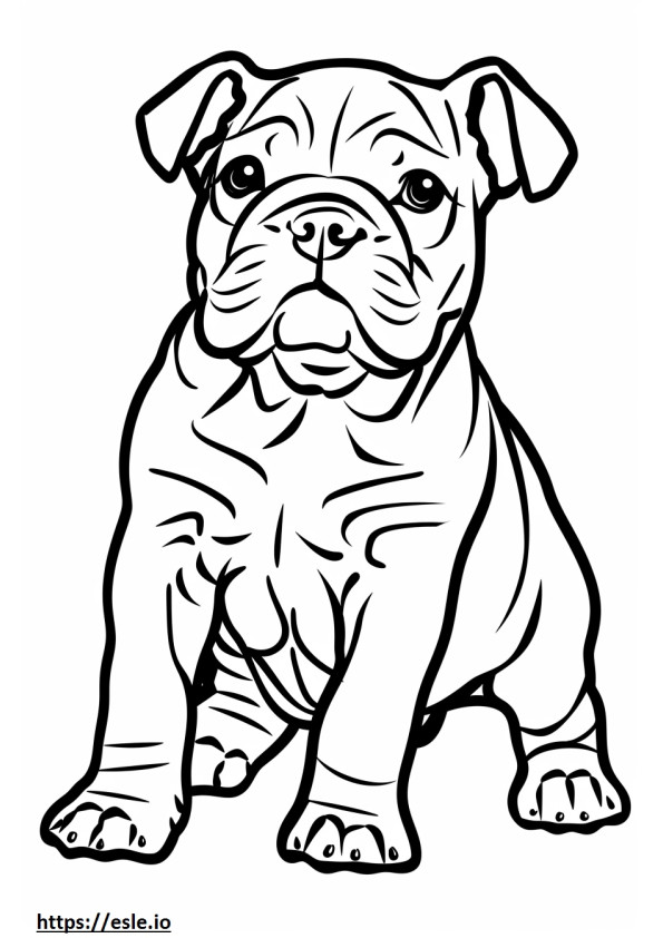 Bulldog Americano fofo para colorir