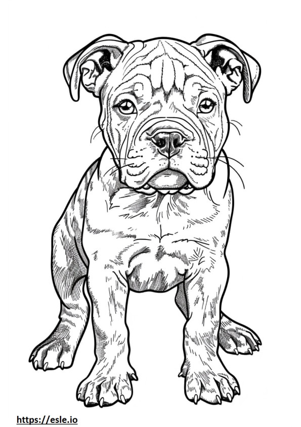 American Bulldog cute coloring page