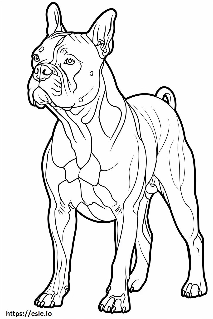 Bulldog americano feliz para colorear e imprimir