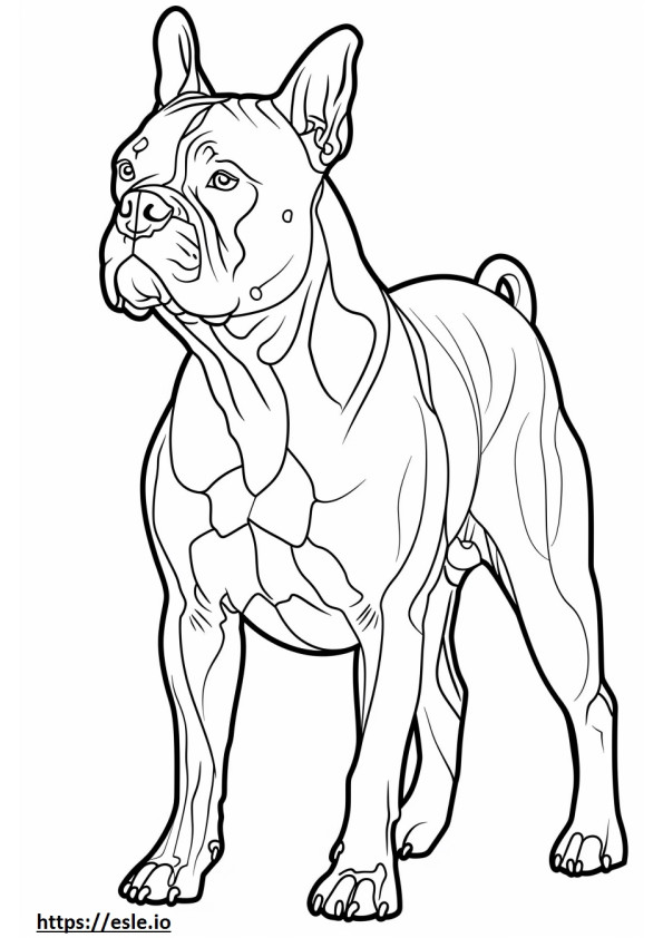 Bulldog americano feliz para colorear e imprimir