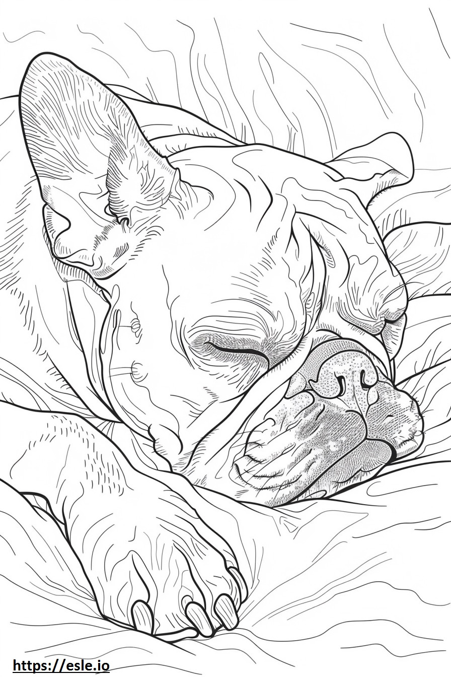 Amerikanische Bulldogge schläft ausmalbild