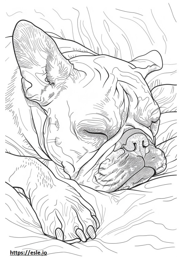 Amerikkalainen bulldoggi nukkuu värityskuva