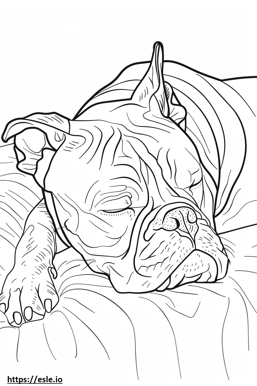 Bulldog americano durmiendo para colorear e imprimir
