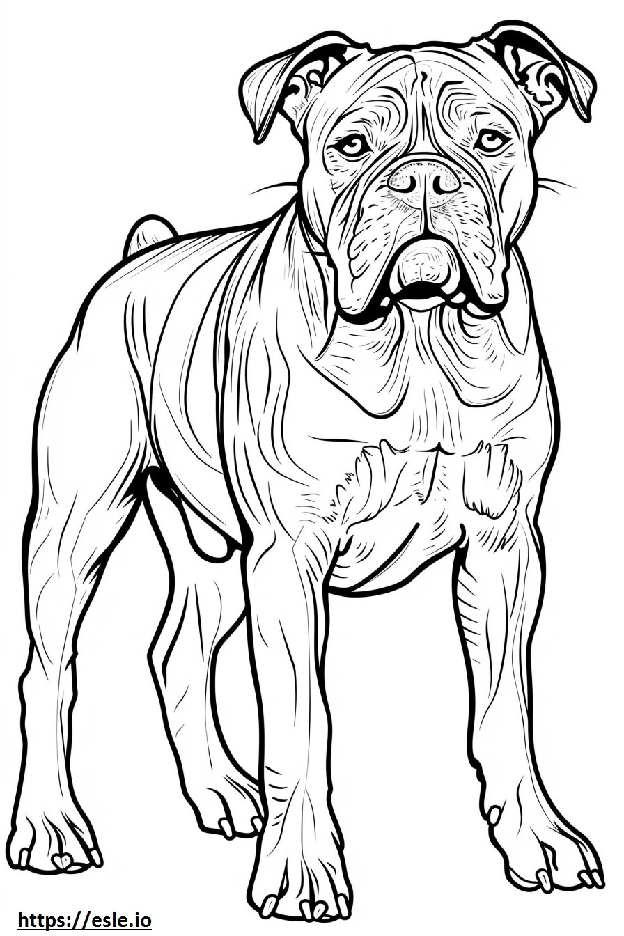 Amerikaanse Bulldog-vriendelijk kleurplaat kleurplaat