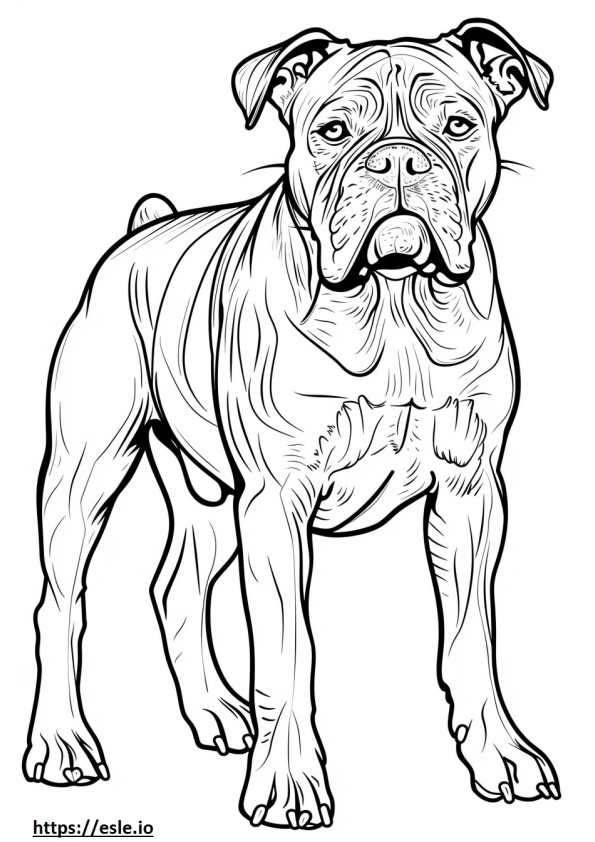 American Bulldog Friendly coloring page