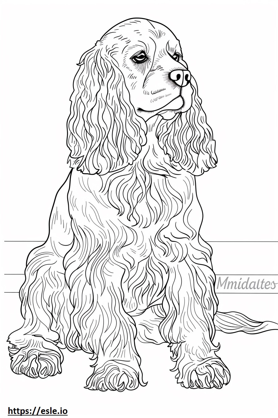 American Cocker Spaniel Playing coloring page