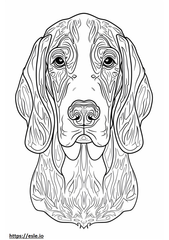 Amerikan coonhoundin kasvot värityskuva