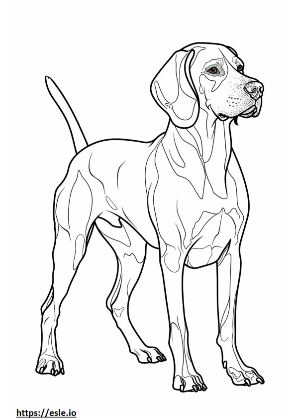 Coonhound americano de cuerpo completo para colorear e imprimir