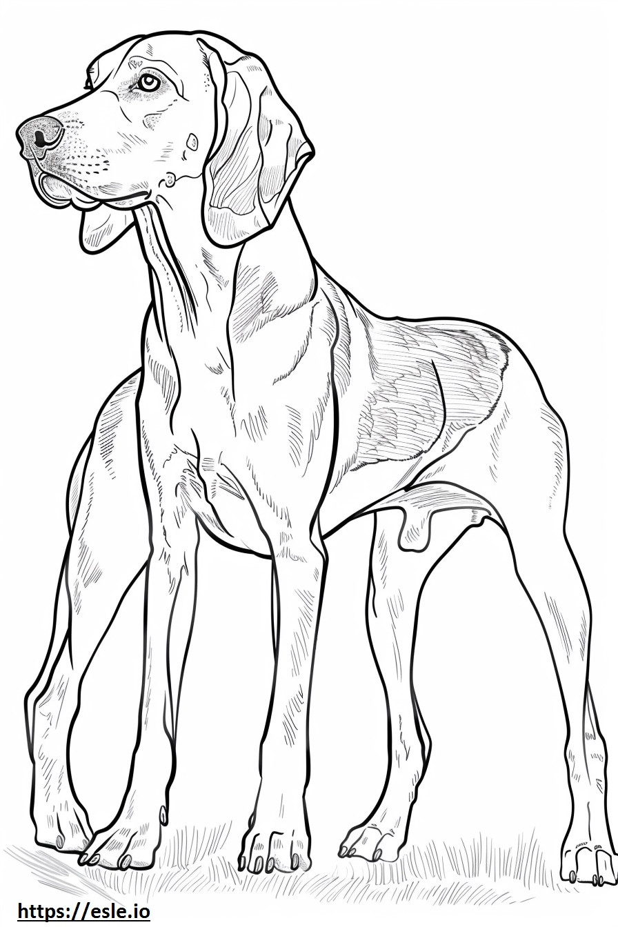 Amerikan coonhound koko vartalo värityskuva
