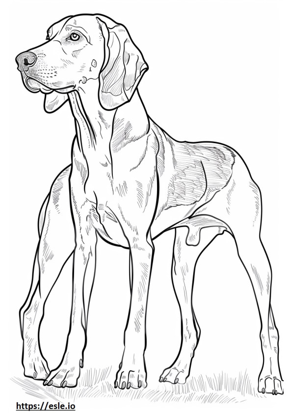 Volledig lichaam van de Amerikaanse Coonhound kleurplaat
