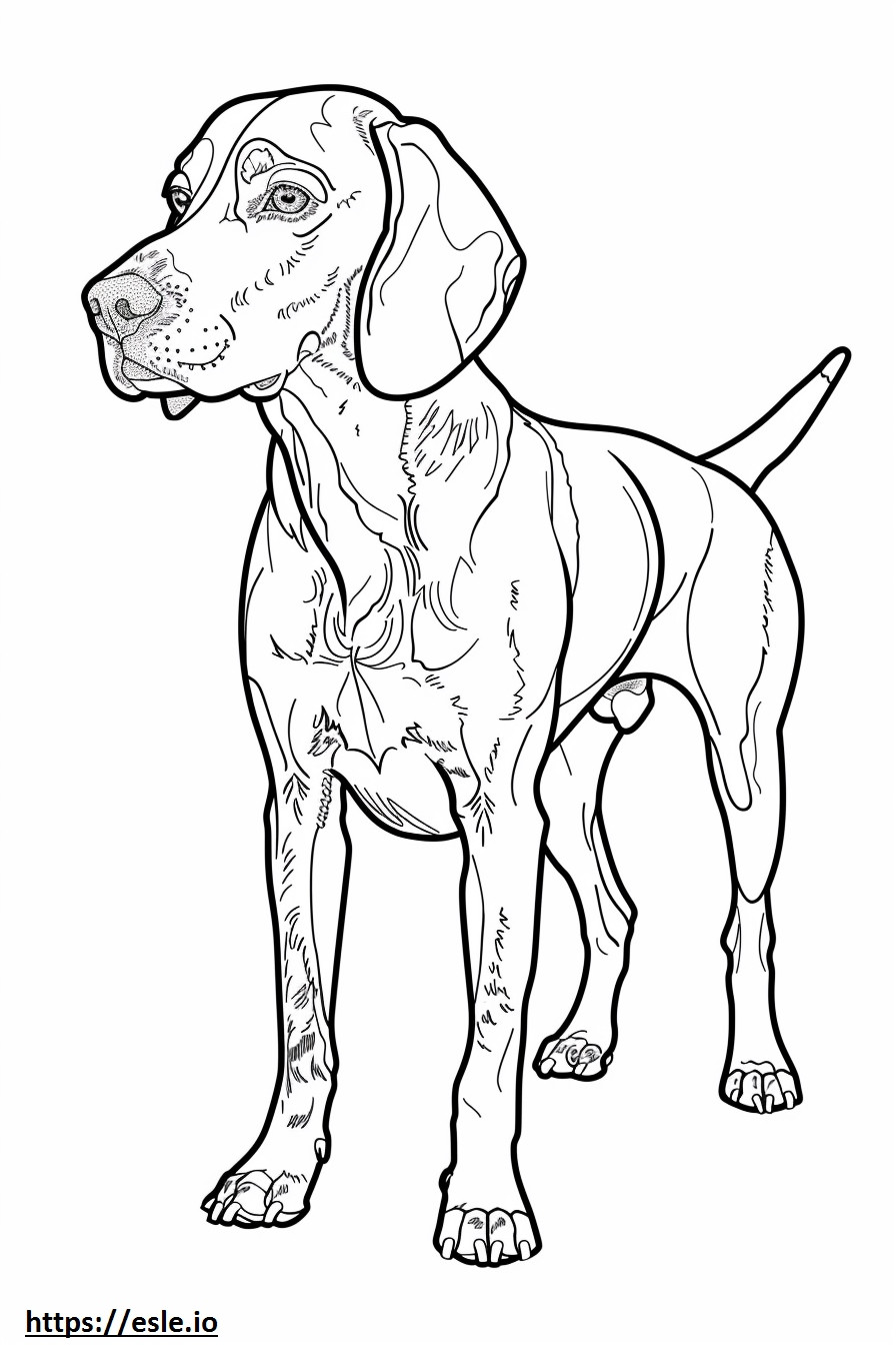 Coonhound americano de cuerpo completo para colorear e imprimir