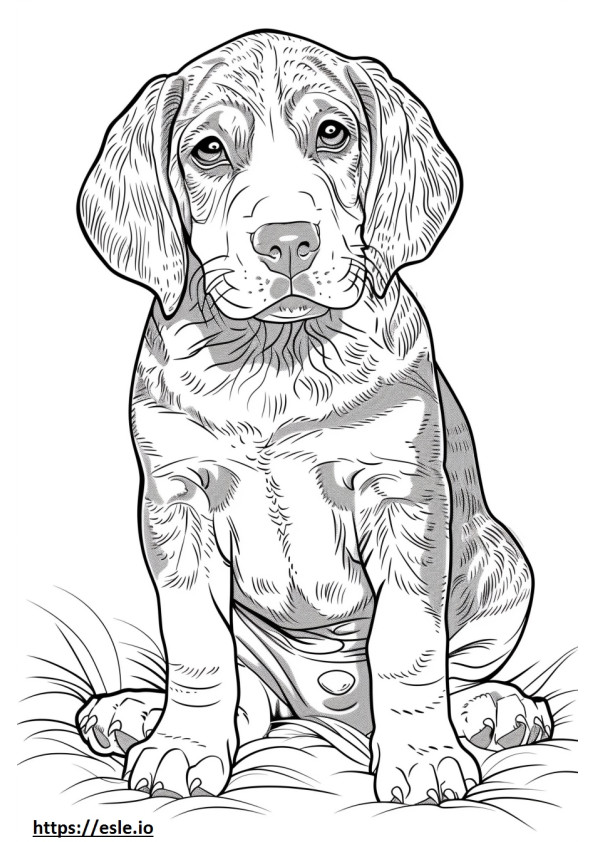American Coonhound vauva värityskuva