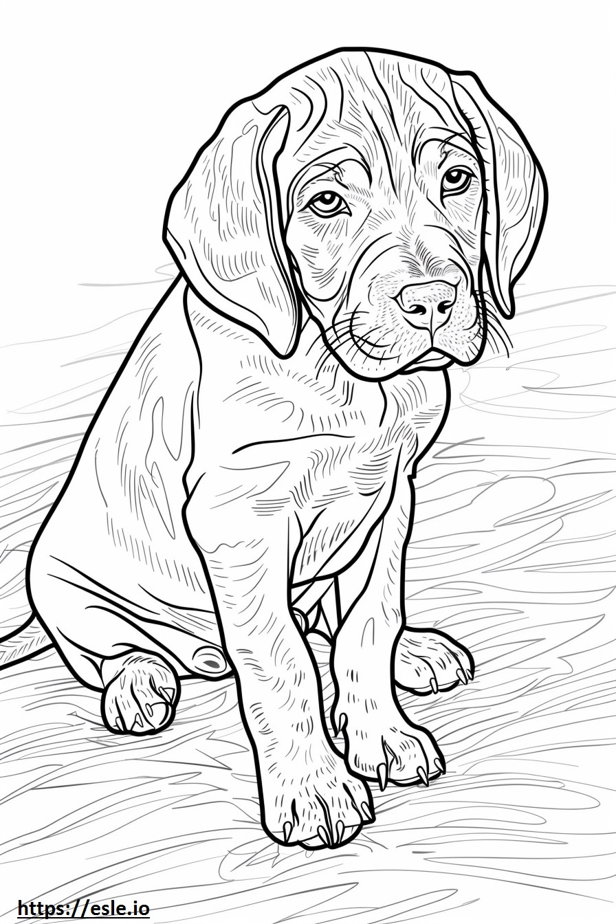 Amerikanischer Coonhound süß ausmalbild