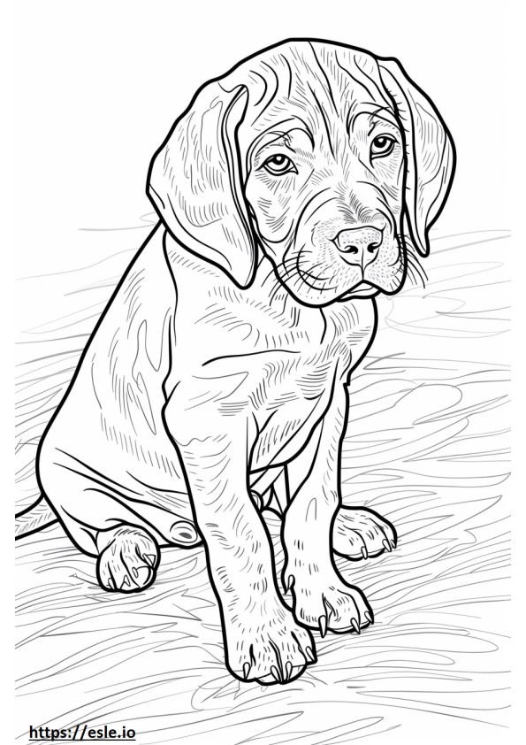 American Coonhound cute coloring page