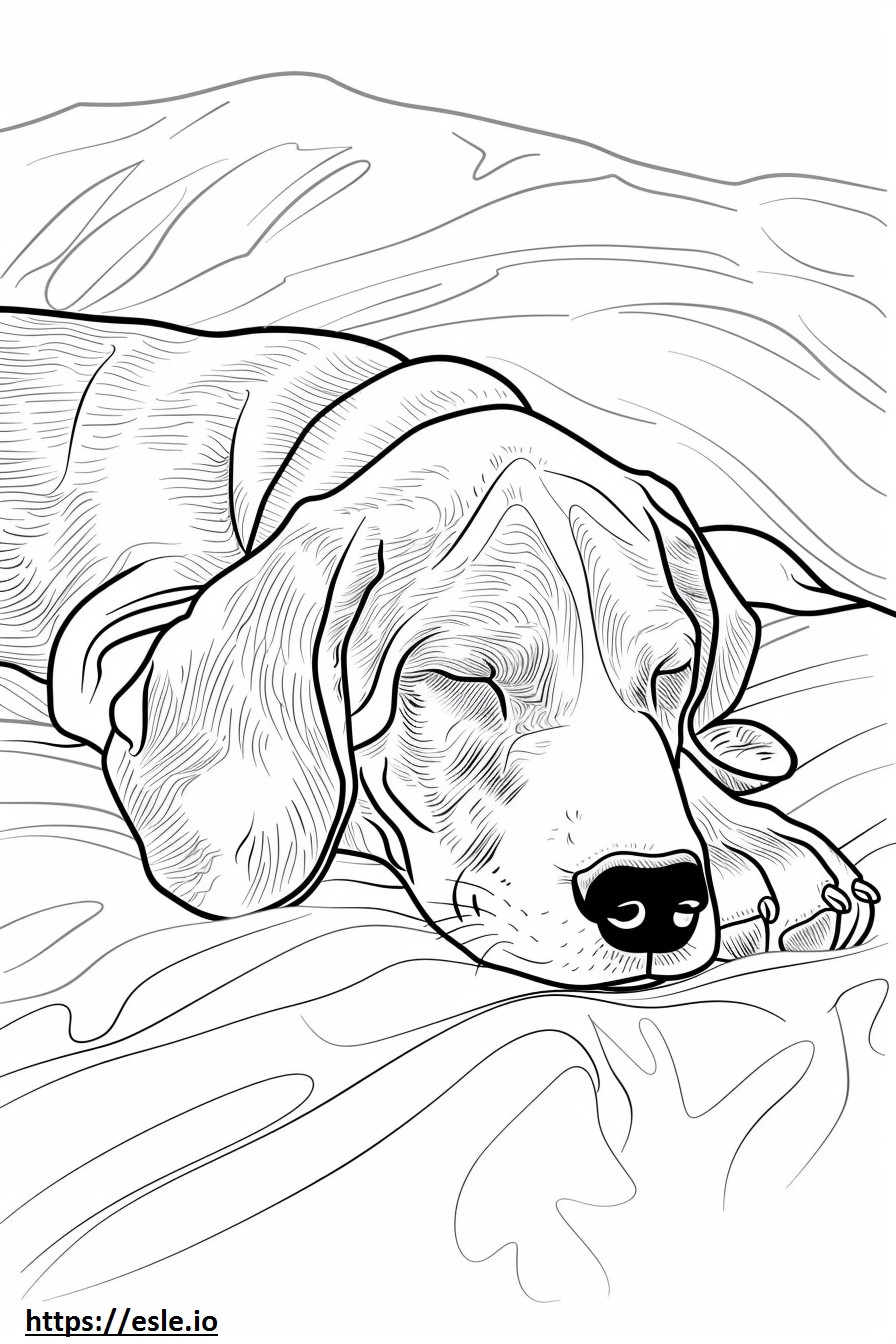 Coonhound americano dormindo para colorir