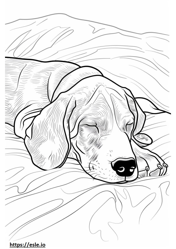 Amerykański Coonhound śpi kolorowanka
