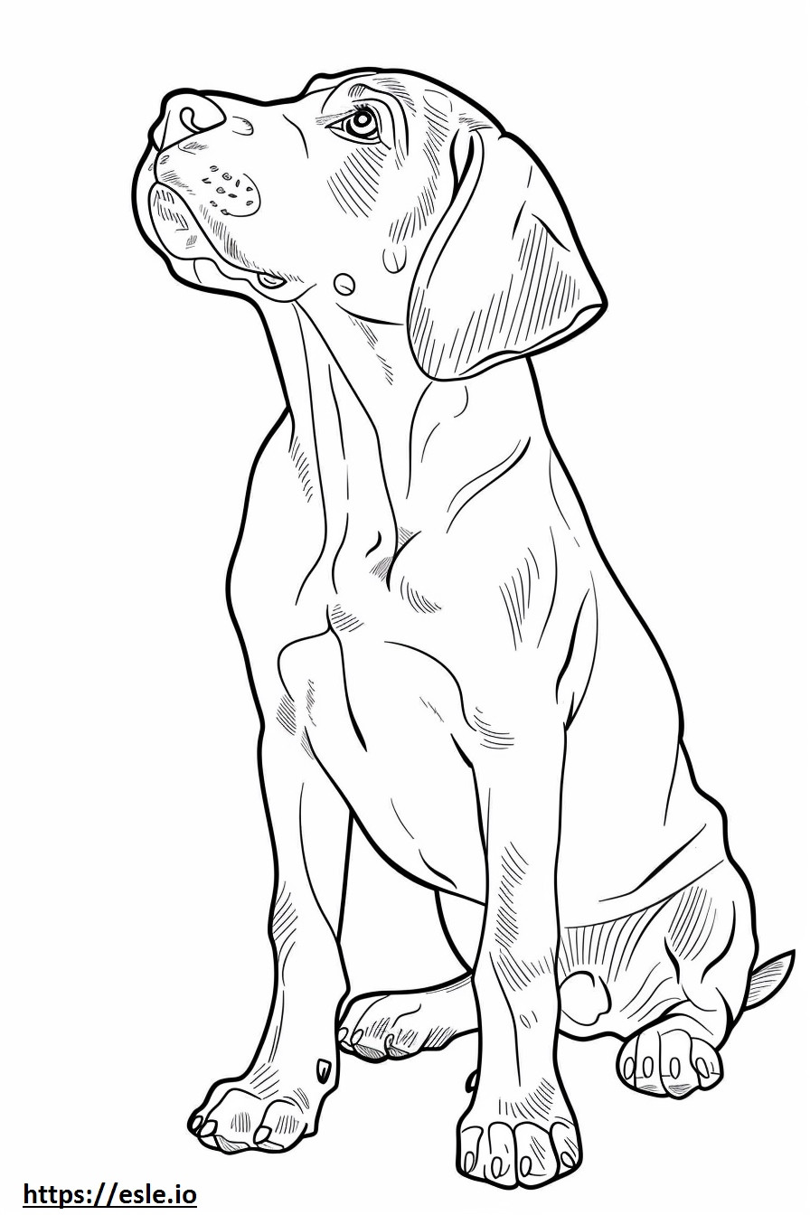 American Coonhound Playing coloring page