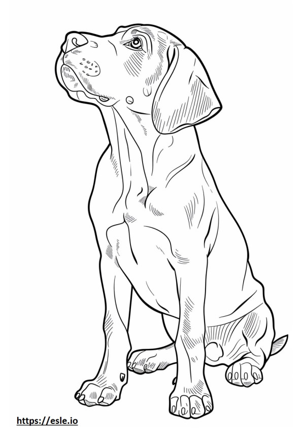American Coonhound Playing coloring page