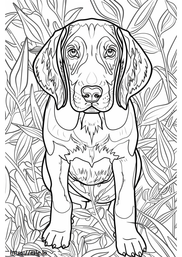 Amerikan coonhound ystävällinen värityskuva